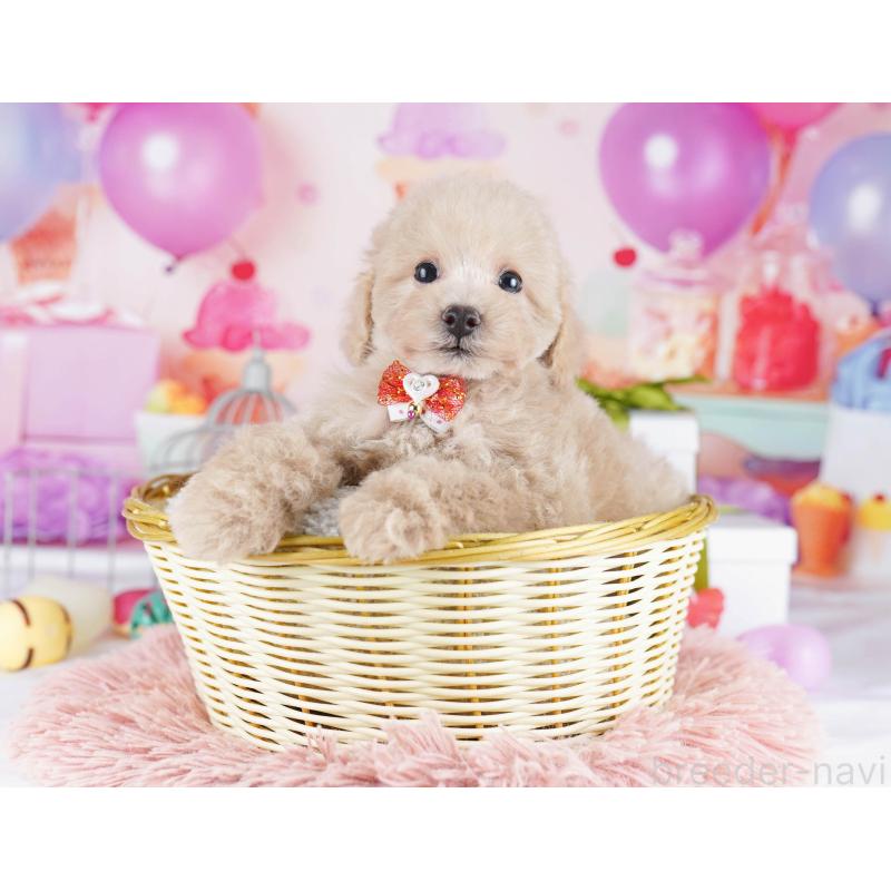 販売中の東京都のトイプードル-436149の3枚目