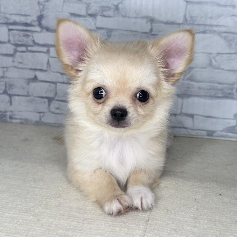 商談中の埼玉県のチワワ(ロングコート)-422489