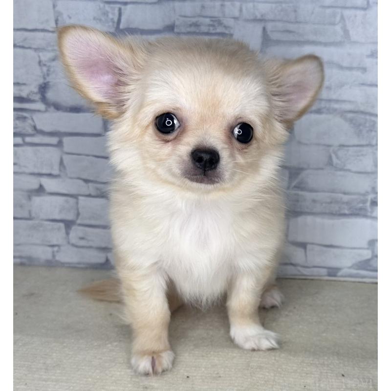 成約済の埼玉県のチワワ(ロングコート)-422489の5枚目