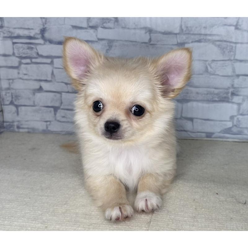 成約済の埼玉県のチワワ(ロングコート)-422489の4枚目