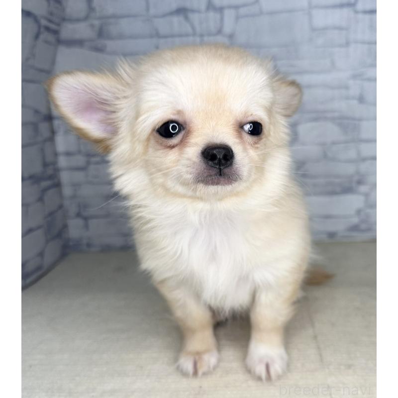 成約済の埼玉県のチワワ(ロングコート)-422489の3枚目