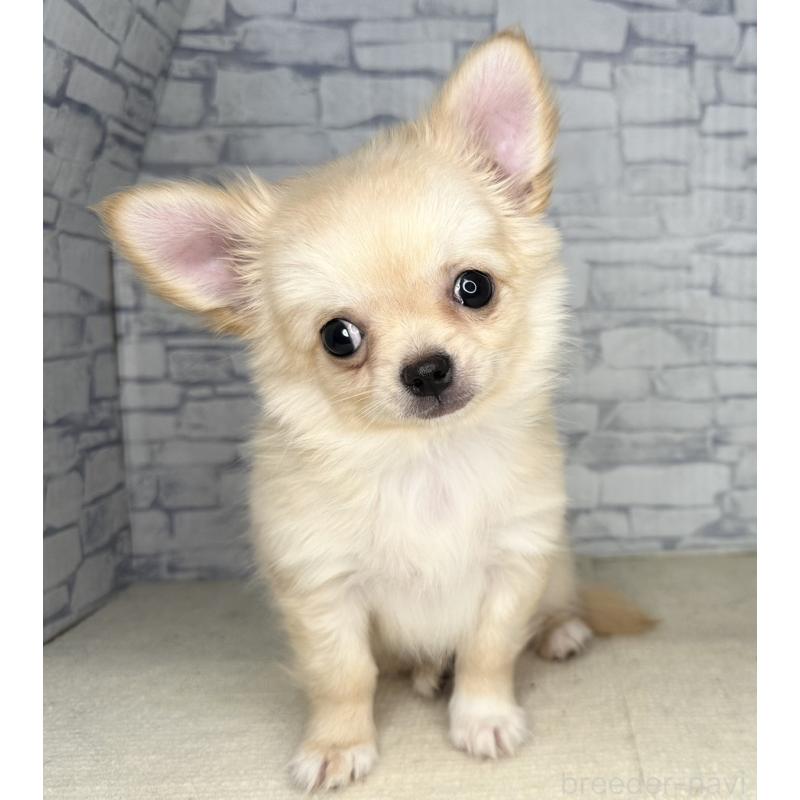 成約済の埼玉県のチワワ(ロングコート)-422489の2枚目