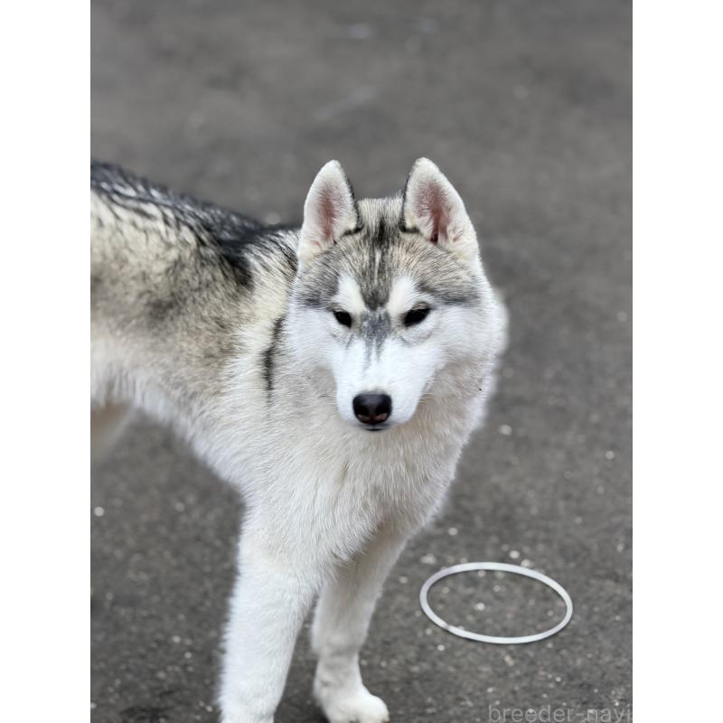 販売中の栃木県のシベリアンハスキー-407642の2枚目
