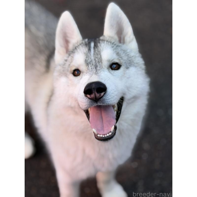 販売中の栃木県のシベリアンハスキー-407641の7枚目