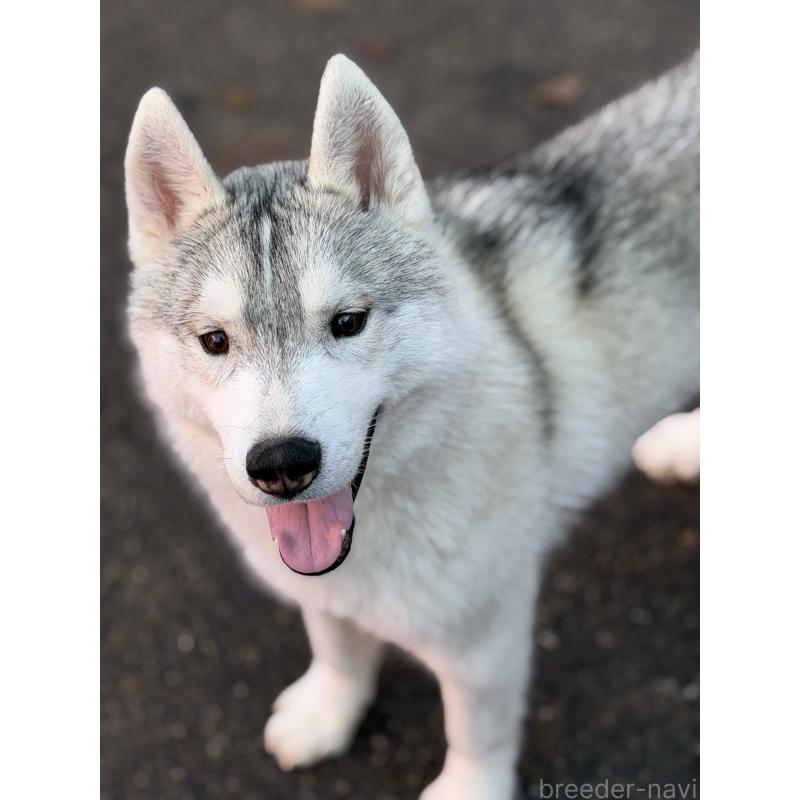 販売中の栃木県のシベリアンハスキー-407641の6枚目