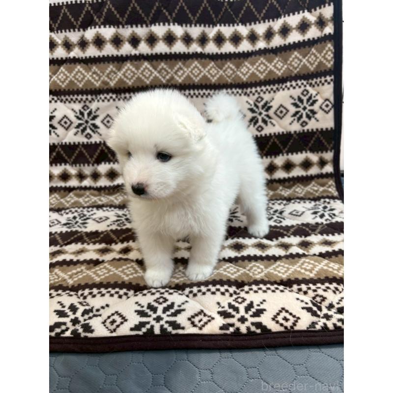 販売中の北海道のサモエド-436151の5枚目