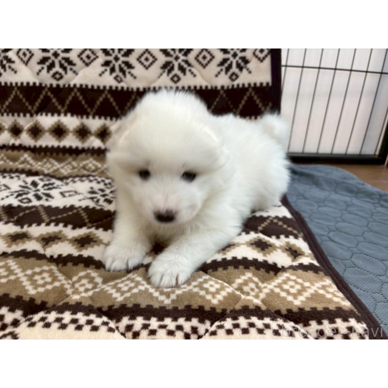 販売中の北海道のサモエド-436151の4枚目