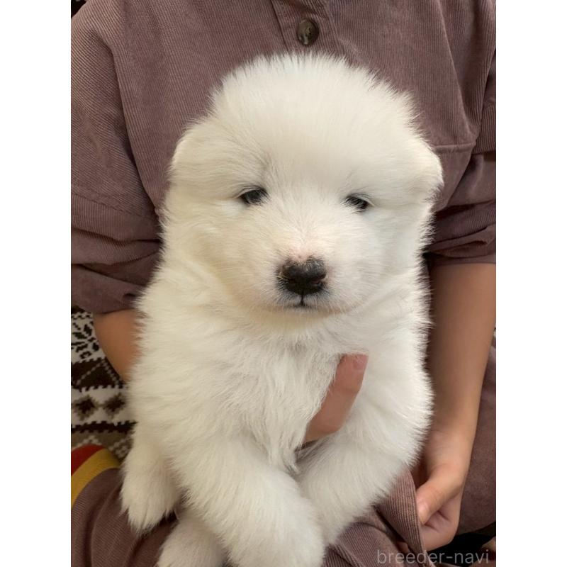 販売中の北海道のサモエド-436151の3枚目