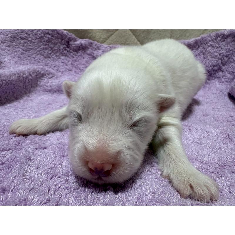 販売中の北海道のサモエド-436151の2枚目