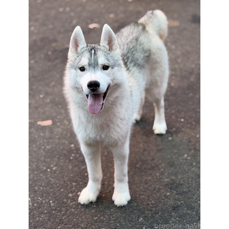 販売中の栃木県のシベリアンハスキー-407641の5枚目