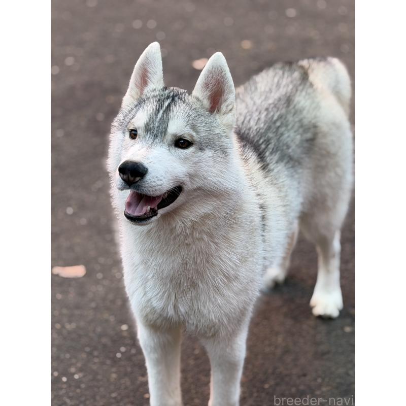 販売中の栃木県のシベリアンハスキー-407641の4枚目