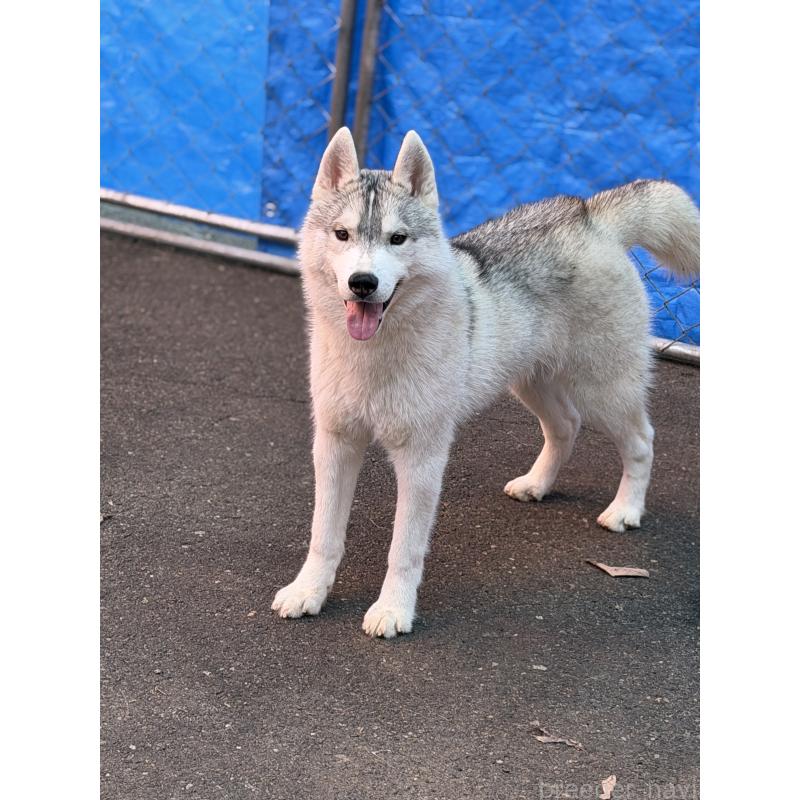 販売中の栃木県のシベリアンハスキー-407641の3枚目