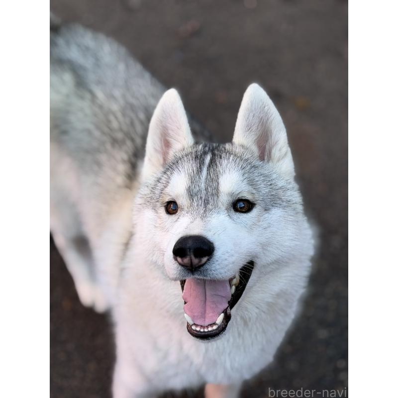 販売中の栃木県のシベリアンハスキー-407641の2枚目