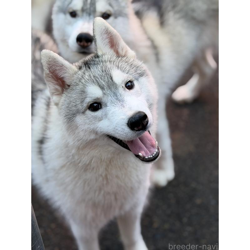 販売中の栃木県のシベリアンハスキー-407644の4枚目