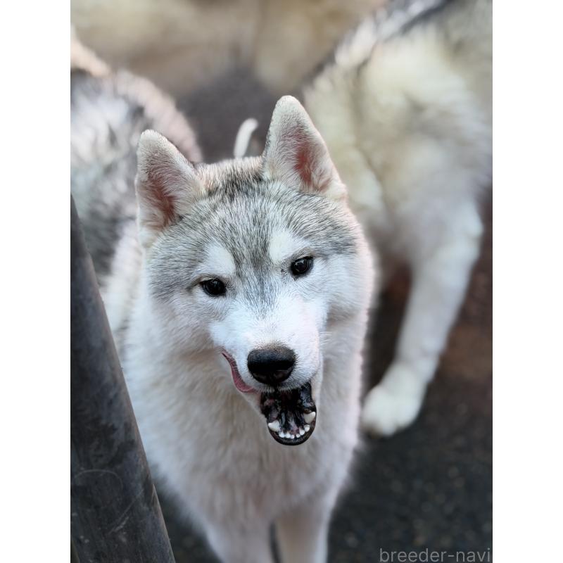 販売中の栃木県のシベリアンハスキー-407644の3枚目