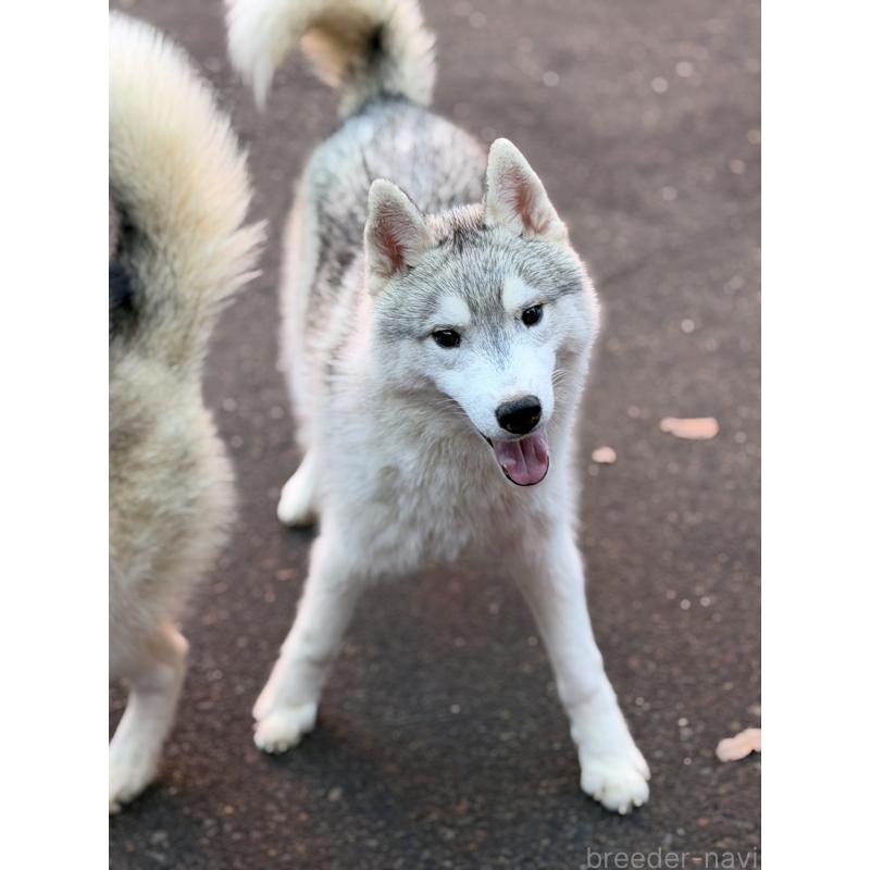 販売中の栃木県のシベリアンハスキー-407644の2枚目