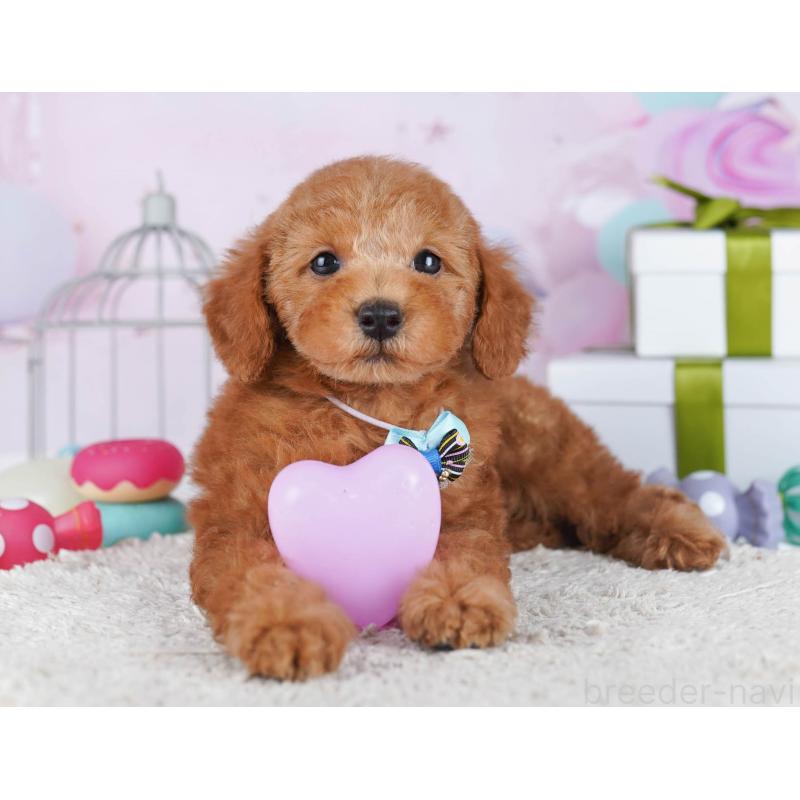 販売中の東京都のトイプードル-436152