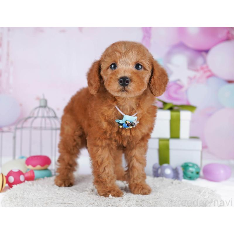 販売中の東京都のトイプードル-436152の6枚目