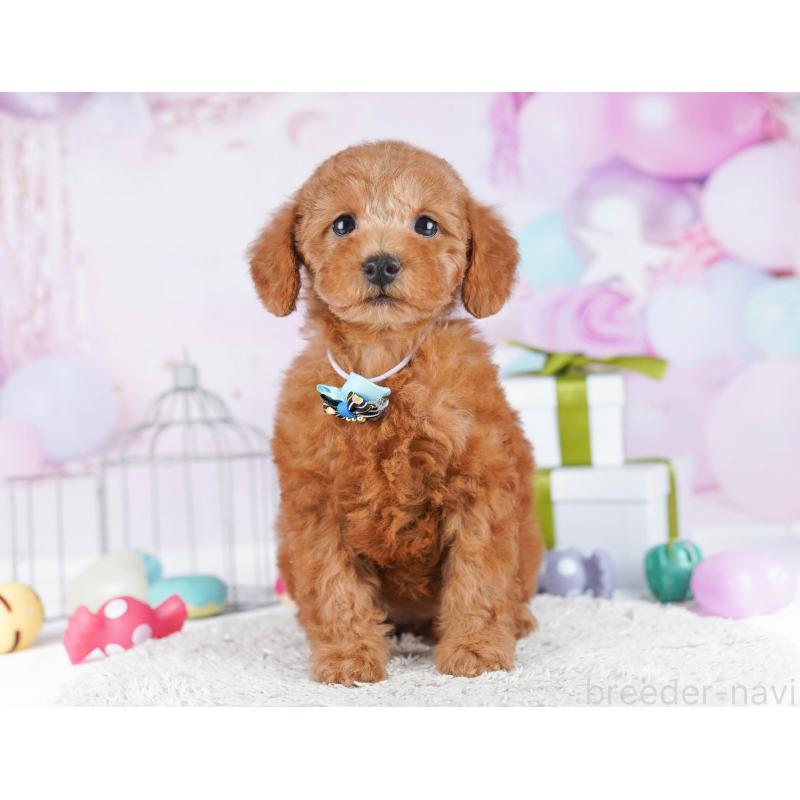 販売中の東京都のトイプードル-436152の4枚目