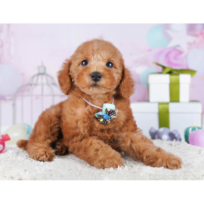 販売中の東京都のトイプードル-436152の3枚目