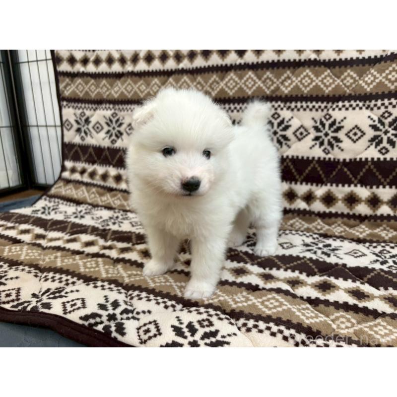 販売中の北海道のサモエド-436153の4枚目