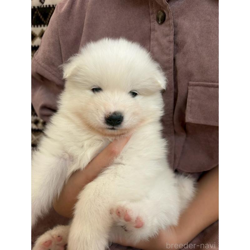 販売中の北海道のサモエド-436153の2枚目