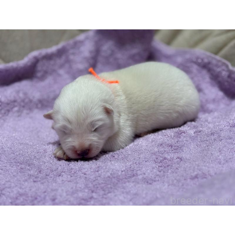 販売中の北海道のサモエド-436153の3枚目