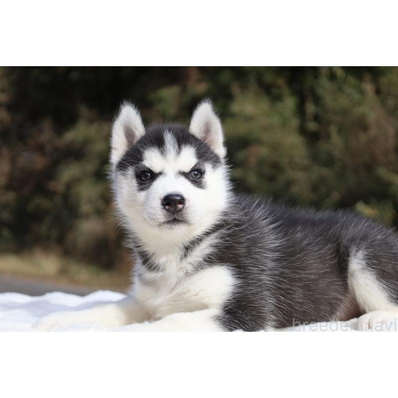 販売中の栃木県のシベリアンハスキー-430483の5枚目