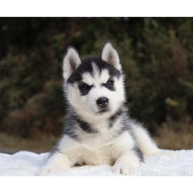 販売中の栃木県のシベリアンハスキー-430483の4枚目