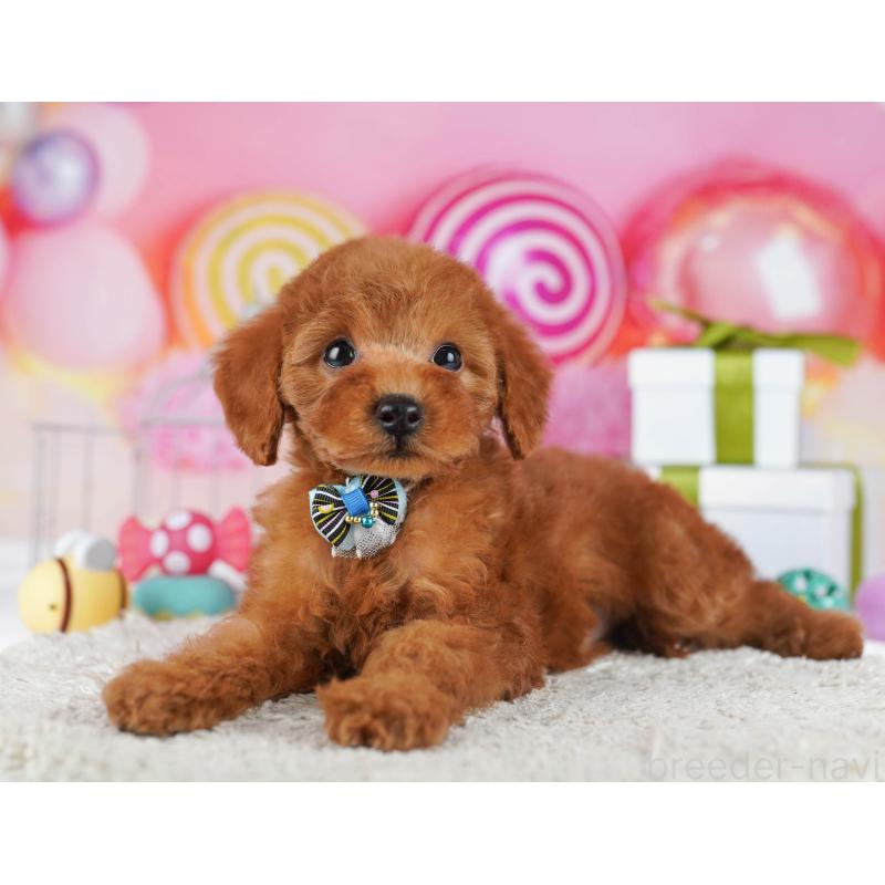 販売中の東京都のトイプードル-436158の6枚目