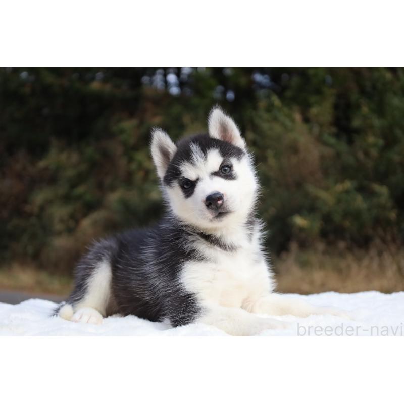 販売中の栃木県のシベリアンハスキー-430483の3枚目