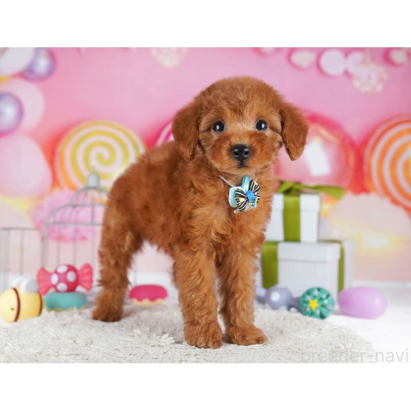 販売中の東京都のトイプードル-436158の5枚目