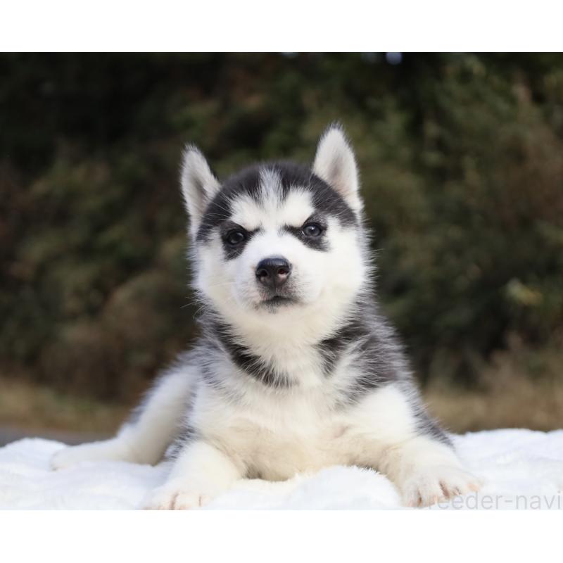 販売中の栃木県のシベリアンハスキー-430483の2枚目