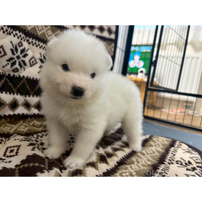 販売中の北海道のサモエド-436157の5枚目