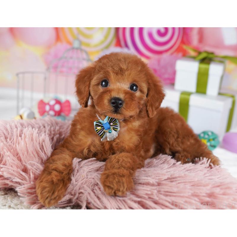 販売中の東京都のトイプードル-436158の4枚目