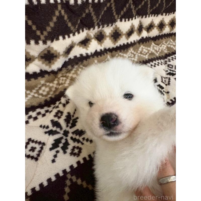 販売中の北海道のサモエド-436157の4枚目