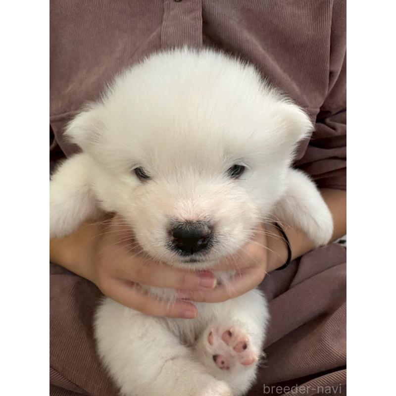 販売中の北海道のサモエド-436157の3枚目