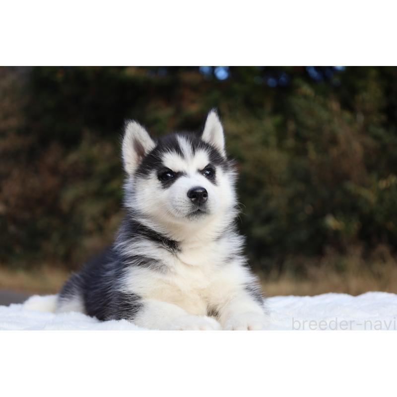 成約済の栃木県のシベリアンハスキー-430484の3枚目