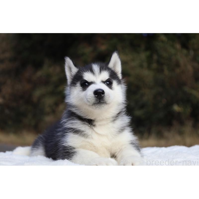 成約済の栃木県のシベリアンハスキー-430484の2枚目