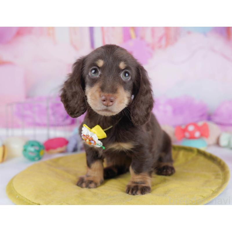 販売中の東京都のカニンヘンダックスフンド(ロングヘアード)-436160の1枚目