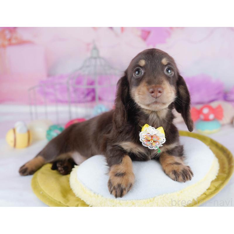 販売中の東京都のカニンヘンダックスフンド(ロングヘアード)-436160の5枚目