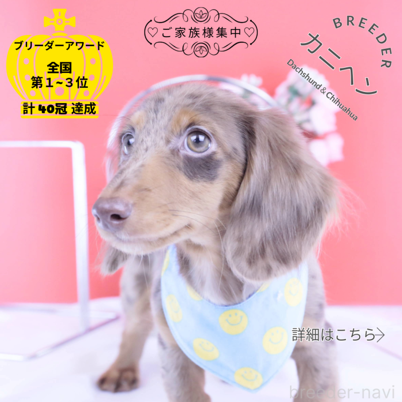 販売中の愛知県のカニンヘンダックスフンド(ロングヘアード)-403757