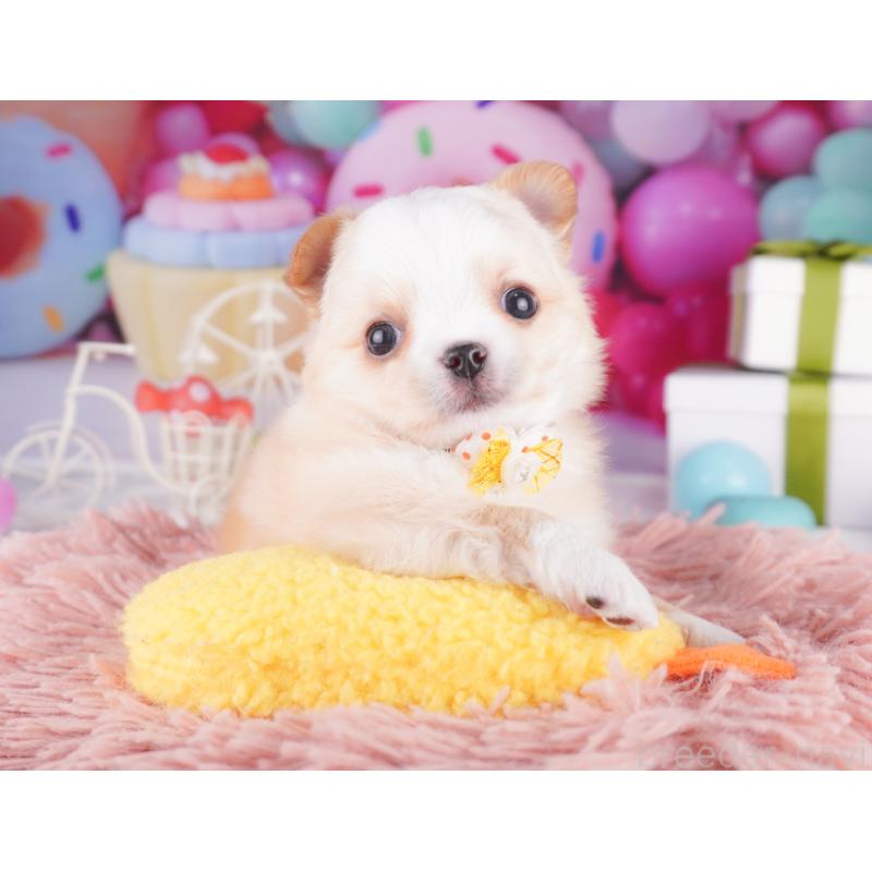 販売中の東京都のチワワ(ロングコート)-436164の6枚目