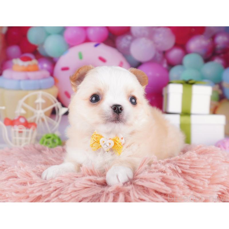 販売中の東京都のチワワ(ロングコート)-436164の5枚目