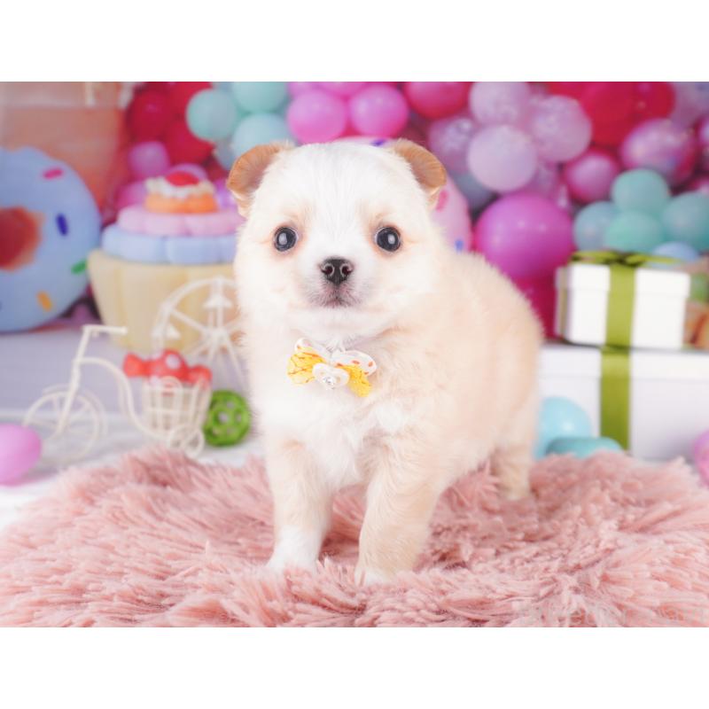 販売中の東京都のチワワ(ロングコート)-436164の4枚目