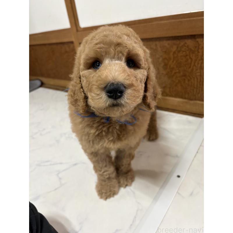 販売中の茨城県のスタンダードプードル-433639の5枚目