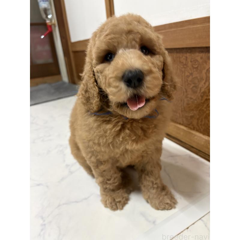 販売中の茨城県のスタンダードプードル-433639の4枚目