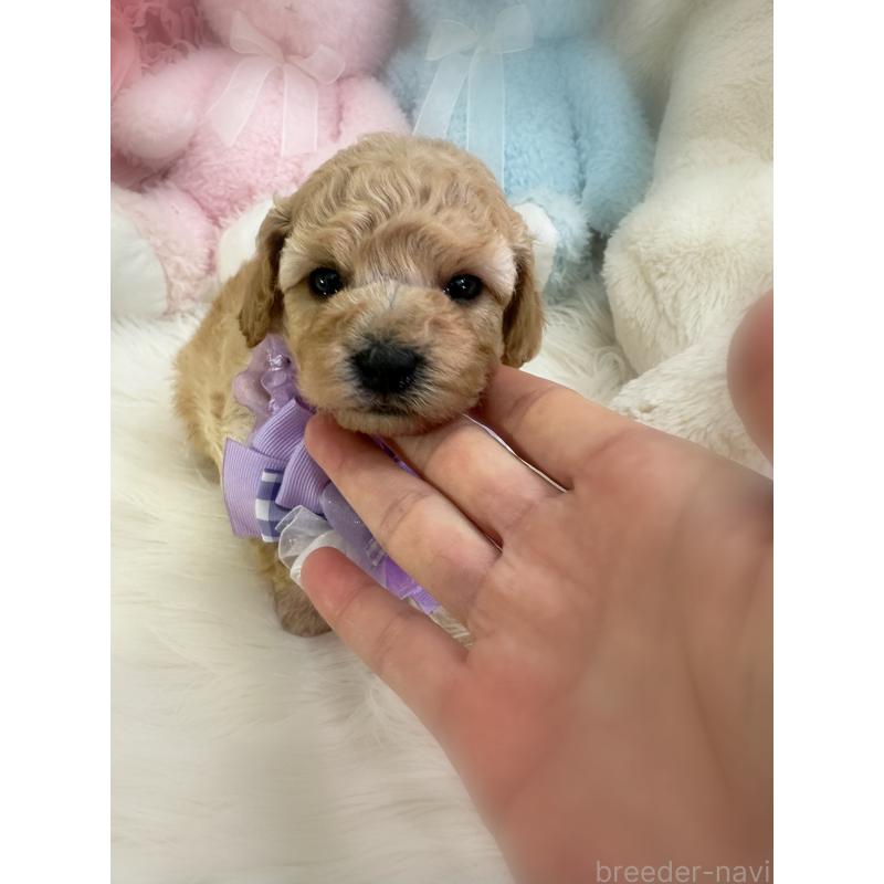 販売中の香川県のビションプー:ビションフリーゼ×トイプードル-436181の5枚目