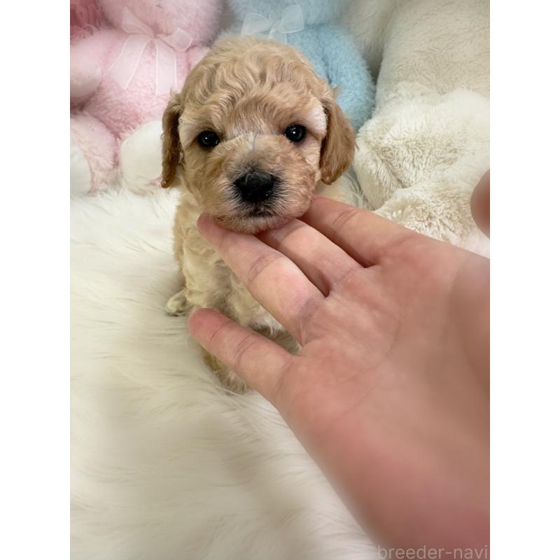 販売中の香川県のビションプー:ビションフリーゼ×トイプードル-436181の4枚目