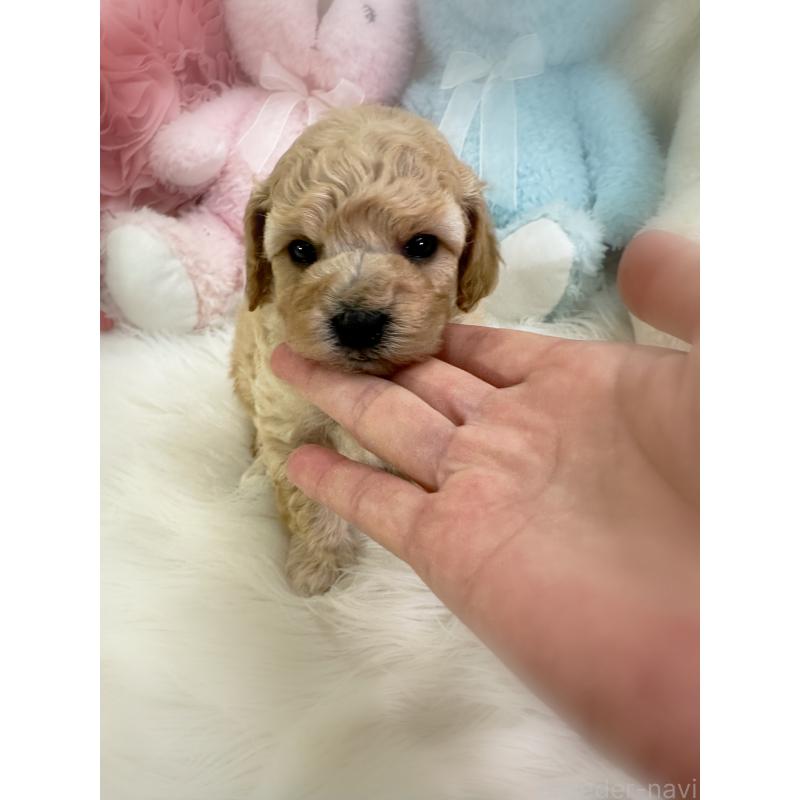 販売中の香川県のビションプー:ビションフリーゼ×トイプードル-436181の3枚目